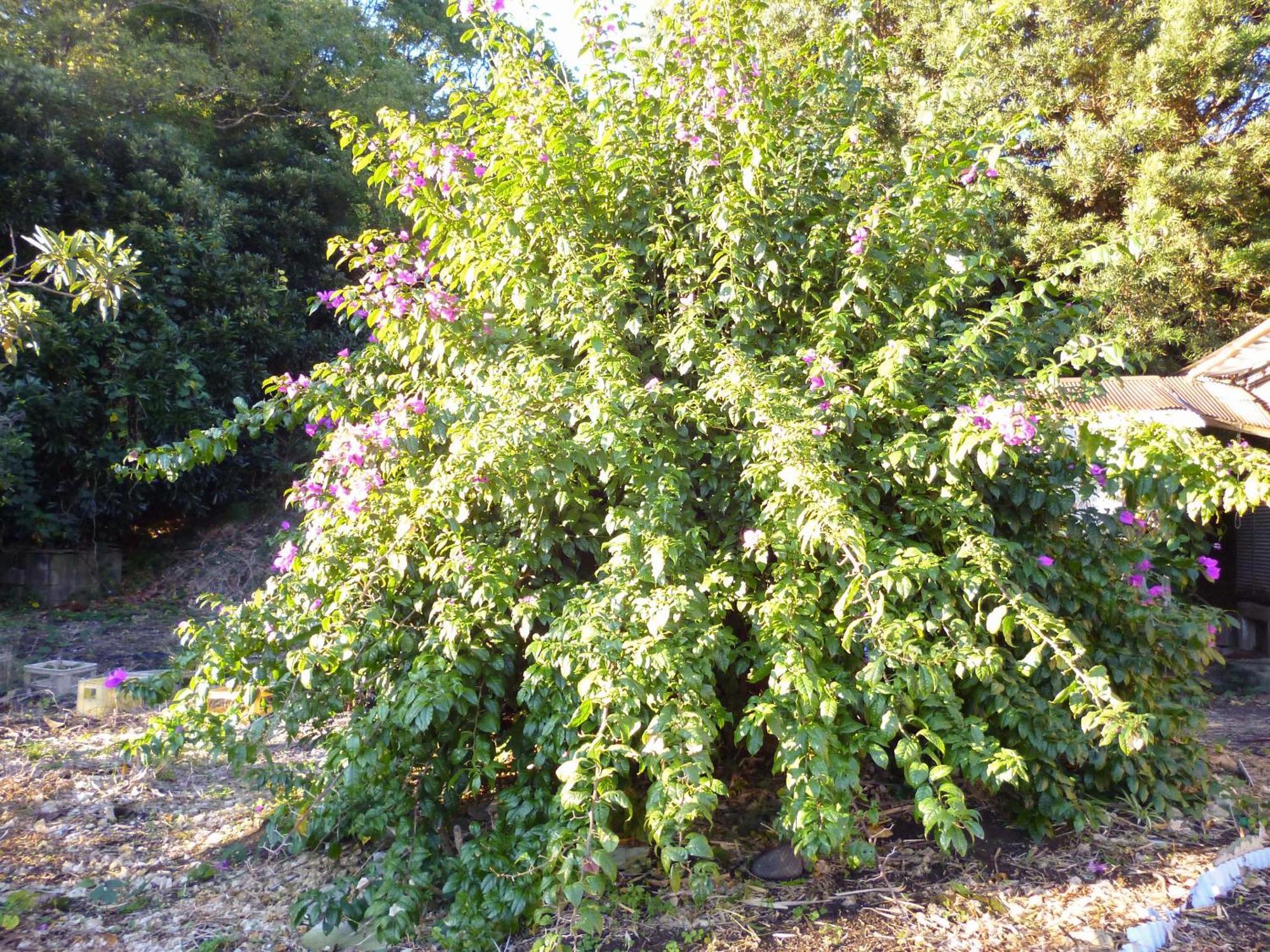 Pension Flora Tatejama Kültér fotó