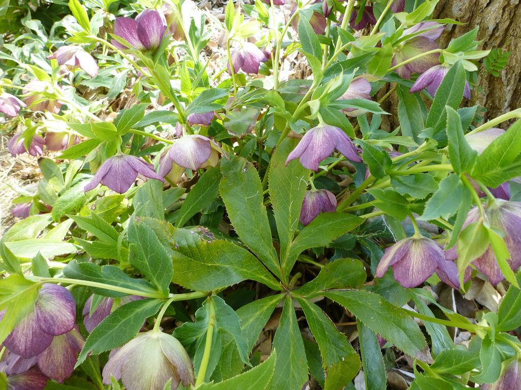 Pension Flora Tatejama Kültér fotó